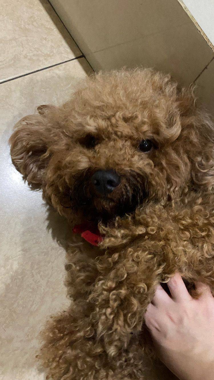 Bonbon the poodle
